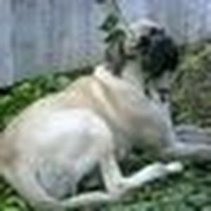 Meet your Posher, Brentmikael